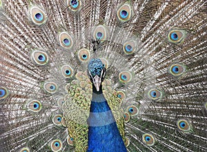 Indian Peacock Portrait