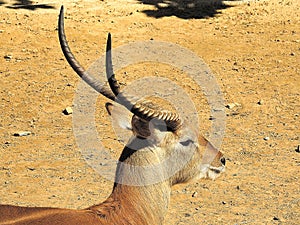 Waterbuck Kobus photo