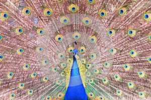 Indian peacock with with red peacock feathers and green peacock feathers in peacock`s tail