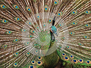 Indian Peacock