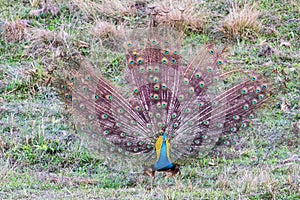Peacock spreading its wings in Manas National Park, Assam, India photo