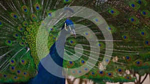 Indian peacock with spreading tail. Peafowl showing its tail colorful bird outdoors. Close-Up of colorful peacock