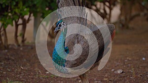 Indian peacock with spreading tail. Peafowl showing its tail colorful bird outdoors. Close-Up of colorful peacock