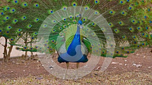 Indian peacock with spreading tail. Peafowl showing its tail colorful bird outdoors. Close-Up of colorful peacock