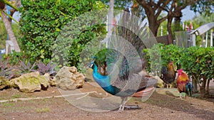 Indian peacock with spreading tail. Peafowl showing its tail colorful bird outdoors. Close-Up of colorful peacock