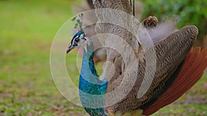 Indian peacock with spreading tail. Peafowl showing its tail colorful bird outdoors. Close-Up of colorful peacock