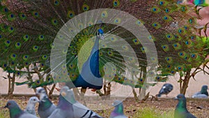 Indian peacock with spreading tail. Peafowl showing its tail colorful bird outdoors. Close-Up of colorful peacock