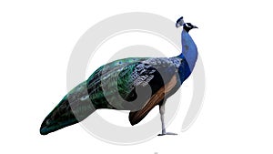 Indian Peacock Standing 3D Photorealistic Render