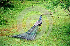 Indian peacock, Yala West National Park, Sri Lanka photo