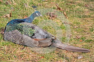 Indian peafow or pavo cristatus is lying on a autumn meadow. Beautiful male peacock in bright metallic colors.