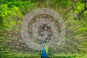 the indian peafowl