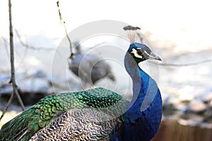 Indian peafowl