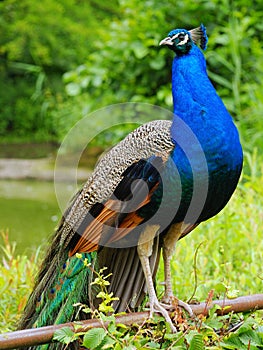 Indian Peafowl