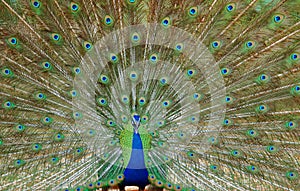 Indian peafowl bird natural nature wallpaper
