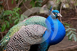 Indian peafowl or blue peafowl (lat.- Pavo cristatus photo