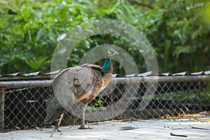 Indian Peafowl blue peafowl, a large and brightly colored bird. Female Peahens lack train, and have greenish lower neck and dull