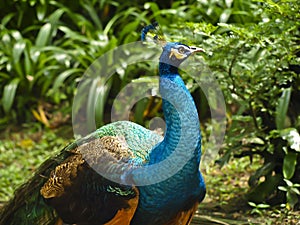 Indian peafowl or Blue peafowl (Pavo cristatus) photo