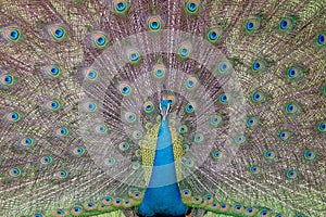 Indian peafowl colors with patterns