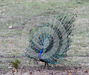 Indian peafowl with feathers displayed fully