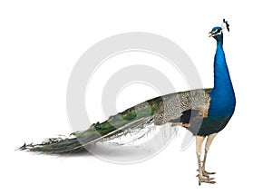 Indian Peafowl in front of white background