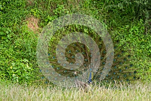 Indian peafowl or male peacock dancing or display to attract female at ranthambore national park or tiger reserve sawai madhopur