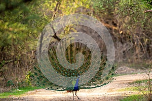 Indian peafowl or male peacock on forest track dancing with full colorful wingspan to attracts female partners for mating at