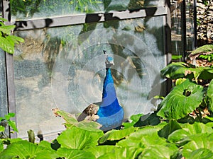Indian peafowl in Omaha's Henry Doorly Zoo and Aquarium in Omaha Nebraska