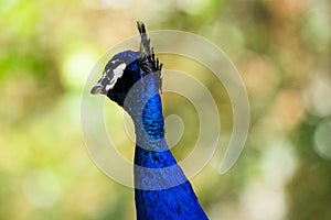 Indian Peafowl, one of the animals to best combine elegance with lifestyle in the wild. Males, called Peacocks