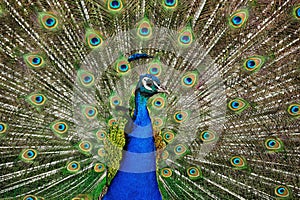 Indian Peafowl (Pavo cristatus) photo