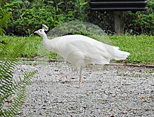 Indian Peafowl (Pavo Cristatus)