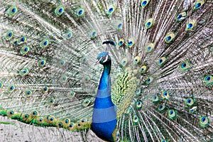 Indian peafowl / Pavo cristatus