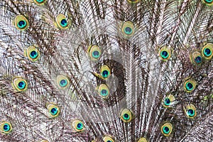 Indian peafowl / Pavo cristatus
