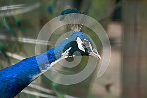 Indian peafowl (Pavo cristatus).