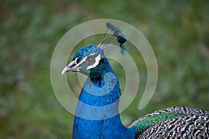 Indian peafowl Pavo cristatus photo