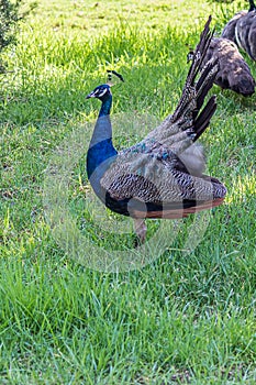 The Indian peafowl Pavo cristatus, also known as the common peafowl, and blue peafowl, is a peafowl species native to the Indian photo