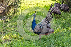 The Indian peafowl Pavo cristatus, also known as the common peafowl, and blue peafowl, is a peafowl species native to the Indian photo