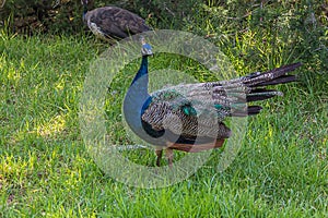 The Indian peafowl Pavo cristatus, also known as the common or blue peafowl, is a peafowl species native to the Indian photo