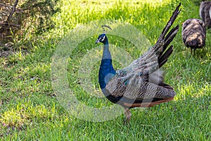 The Indian peafowl Pavo cristatus, also known as the common or blue peafowl, is a peafowl species native to the Indian photo
