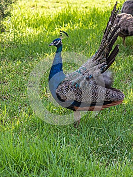 The Indian peafowl Pavo cristatus, also known as the common or blue peafowl, is a peafowl species native to the Indian photo