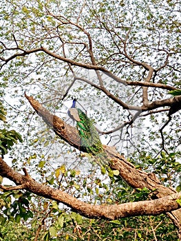 indian peafowl (Pavo cristatus), also known as the common peafow