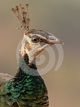 Indian peafowl Pavo cristatus, also known as the common peafowl, and blue peafowl, close up photo