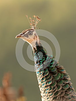 Indian peafowl Pavo cristatus, also known as the common peafowl, and blue peafowl, close up photo