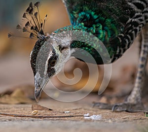 Indian peafowl Pavo cristatus, also known as the common peafowl, and blue peafowl, eating a caterpillar. Close up photo