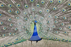 Indian Peafowl Pavo cristatus (Asiatic)with tail feathers displayed in courtship ritual