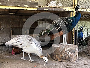 The Indian peafowl Pavo cristatus, The common peafowl, Blue peafowl, Der Blaue Pfau