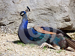 Indian peafowl Pavo cristatus, Common peafowl, Blue peafowl, Der Blaue Pfau, Le Paon bleu, El pavo real comÃÂºn or Pavone comune photo