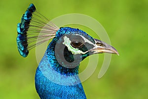 Indian Peafowl, Pavo cristatus, detail head portrait, blue and green exotic bird from India and Sri Lanca