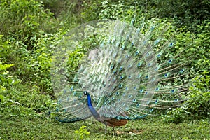 Indian peafowl or Pavo cristatus or male peacock display his wings and dancing with full colorful wingspan to attracts female