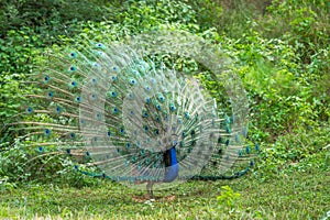 Indian peafowl or Pavo cristatus or male peacock display his wings and dancing with full colorful wingspan to attracts female