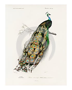 Indian peafowl Pavo Cristatus vintage illustration by Charles Dessalines D` Orbigny . Digitally enhanced by rawpixel